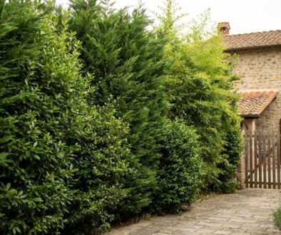 Stone house with red tile roof seen through a wooden gate at the end of a stone-paved path framed by dense evergreen hedges.