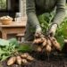 Gardener in gloves harvests soil-covered potatoes from a raised bed with a basket of potatoes nearby.