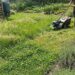 Person pushes a lawn mower through a lush garden with lavender, grasses, and flowering plants edging a fence.