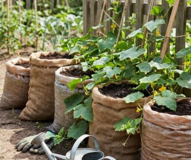 Row of burlap grow bags filled with soil and cucumber vines climbing a wooden fence; a pair of gloves and a trowel resting on the ground nearby.