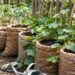 Row of burlap grow bags filled with soil and cucumber vines climbing a wooden fence; a pair of gloves and a trowel resting on the ground nearby.