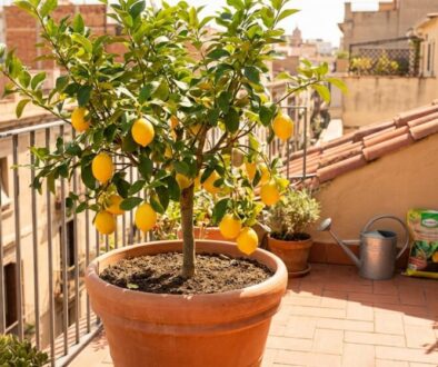 citrony-si-zvl-dnete-vyp-stovat-na-balkon-v-kv-ti-featured