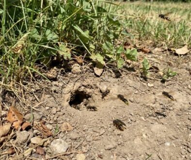 co-d-lat-kdy-na-zahrad-najdete-hn-zdo-zemn-ch-v-featured