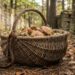 Basket of wild mushrooms resting on a forest floor covered in fallen leaves.