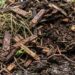 Close-up of moist soil and wood mulch with a brown worm wriggling on the surface.
