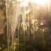 Sunlit glass window with vertical condensation streaks and a blurred garden background behind it.