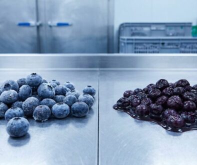 Pile of frosted blueberries on a stainless steel processing table beside a mound of dark cherries in syrup.
