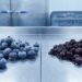 Pile of frosted blueberries on a stainless steel processing table beside a mound of dark cherries in syrup.