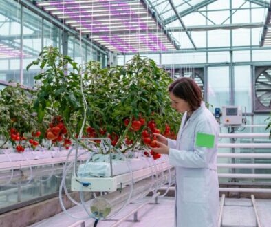 Researcher in a white lab coat inspecting ripe tomatoes on a hydroponic tomato rack in a glass greenhouse with LED lights.