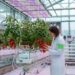 Researcher in a white lab coat inspecting ripe tomatoes on a hydroponic tomato rack in a glass greenhouse with LED lights.