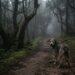 Scruffy dog on a muddy forest path, surrounded by mossy trees in dense fog, looking back toward the camera with a leash trailing to the right.