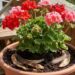 Geranium plant with red and pink blossoms in a terracotta pot on a wooden deck, with a watering can and garden tool in the background.