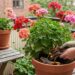 Gardener pruning a geranium in a large terracotta pot on a balcony; banana peels soak in a jar on a wooden table nearby.