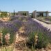 Modern stone house with a lavender garden and gravel paths under a clear blue sky.