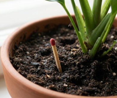 Terracotta pot with a green plant; a wooden match with a red tip sticks up from the soil near the stem.