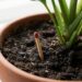 Terracotta pot with a green plant; a wooden match with a red tip sticks up from the soil near the stem.