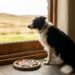 Dog sits by a large window indoors, gazing outside at a field; a circular puzzle toy rests on the floor nearby.