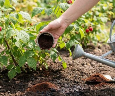 Person watering a raspberry bush while adding soil to the base of the plant in a garden bed.