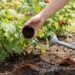 Person watering a raspberry bush while adding soil to the base of the plant in a garden bed.