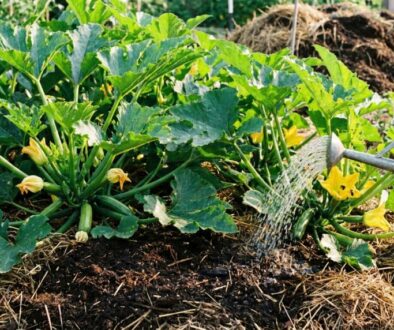 Gardening scene: a person's hand watering a zucchini plant with yellow blossoms in a vegetable bed.