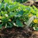 Gardening scene: a person's hand watering a zucchini plant with yellow blossoms in a vegetable bed.