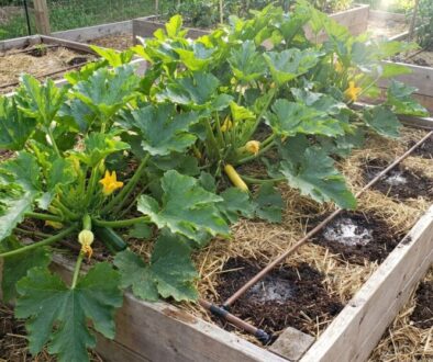 Raised wooden garden bed with sprawling zucchini plants, large lobed leaves, and yellow blossoms amid straw mulch and a drip irrigation line nearby