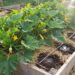 Raised wooden garden bed with sprawling zucchini plants, large lobed leaves, and yellow blossoms amid straw mulch and a drip irrigation line nearby