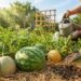 Gardener in a straw hat waters and harvests ripe melons growing among straw mulch in a sunny garden.