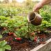 Hand pouring dark soil onto a strawberry raised-bed garden bed while berries grow nearby