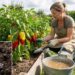 A woman in an apron harvests red and yellow peppers from a raised garden bed on a sunny day, with a watering can nearby.