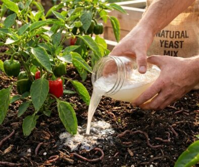 Person pours liquid from a jar onto soil around pepper plants in a raised garden bed.