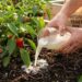 Person pours liquid from a jar onto soil around pepper plants in a raised garden bed.
