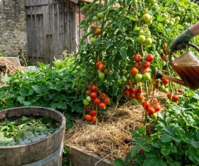Person watering tomato plants in a sunny garden, tomatoes ripening on vines next to a wooden barrel with water.