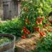 Person watering tomato plants in a sunny garden, tomatoes ripening on vines next to a wooden barrel with water.