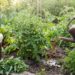 Gardener wearing gloves waters a tomato plant in a garden, pouring from a brown watering can beside a large bucket of dark liquid fertilizer.