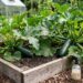 Raised wooden garden bed filled with zucchini plants and large green leaves; a spray bottle sits on the soil nearby, with a greenhouse in the background.