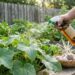 Person spraying a garden plant with a spray bottle while garlic bulbs rest in a basket on a wooden table nearby.
