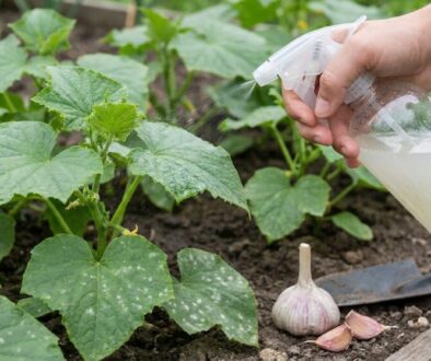Person watering cucumber plants with a spray bottle in a garden bed, with garlic bulbs and a trowel nearby.