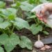 Person watering cucumber plants with a spray bottle in a garden bed, with garlic bulbs and a trowel nearby.