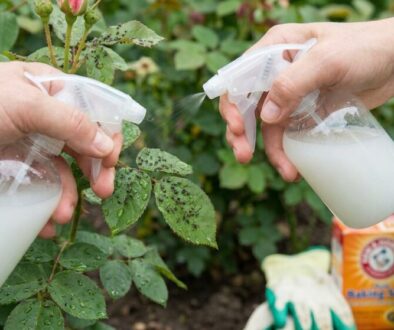 Two hands spraying a milky liquid from plastic bottles onto rose leaves in a garden garden scene.
