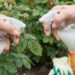 Two hands spraying a milky liquid from plastic bottles onto rose leaves in a garden garden scene.