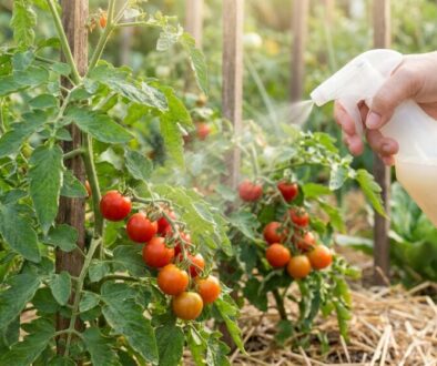 Hand holding a spray bottle aimed at tomato vines in a garden, misting cherry tomatoes on the plant