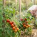 Hand holding a spray bottle aimed at tomato vines in a garden, misting cherry tomatoes on the plant