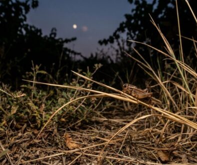 tak-v-noci-sly-te-doma-nebo-na-zahrad-cvr-ky-featured