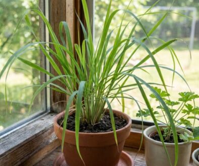 A spider plant in a terracotta pot sits on a sunlit windowsill beside a small mint plant in a white pot.
