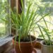 A spider plant in a terracotta pot sits on a sunlit windowsill beside a small mint plant in a white pot.
