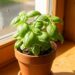 Green basil plant in a terracotta pot on a sunlit windowsill