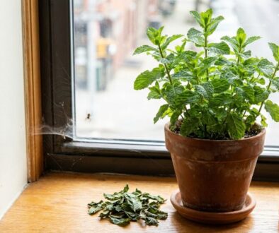 Mint plant in a terracotta pot on a wooden windowsill, with a brown spray bottle nearby and a small pile of dried leaves on the sill.