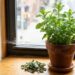 Mint plant in a terracotta pot on a wooden windowsill, with a brown spray bottle nearby and a small pile of dried leaves on the sill.