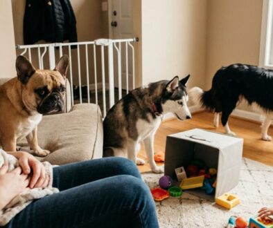 tato-ps-plemena-vypadaj-roztomile-ale-odborn-ci-featured